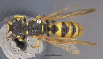 Media type: image;   Entomology 23547 Aspect: habitus dorsal view